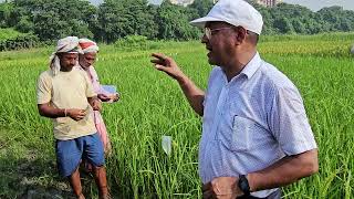 Rice Hybridization Live Bagging [upl. by Iruyas800]