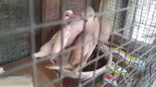 Ringneck doves cooing and feeding their fledglings [upl. by Story]