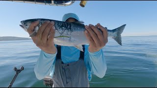 Fishing for Salmon at Puget Sound  Seattle Diaries [upl. by Adikram]