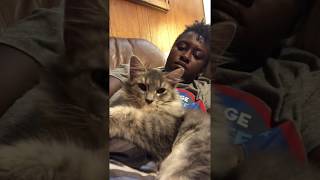 Silver Tabby Maine Coon Mix Kitten For Adoption Indianapolis IN [upl. by Rastus]