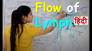 Flow of Lymph in Hindi  Lymphatic Circulatory System  Lymphatic vessels  Lymph Nodes [upl. by Blount]