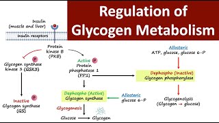 Regulation of Glycogen Metabolism  Glycogen Metabolism  Carbohydrate Metabolism  Biochemistry [upl. by Yrellav]