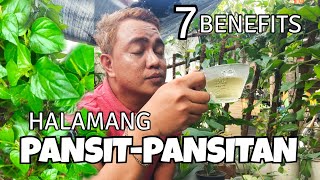 7 BENEFITS amp REASONS OF HAVING PANSITPANSITAN PLANTS  PEPEROMIA PELLUCIDA [upl. by Adnol]