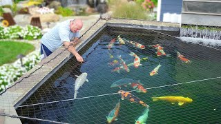 Can You Build a THRIVING Koi Pond in Just 3 Weeks [upl. by Linnet314]