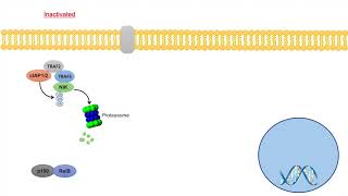 NonCanonical NFkB Signaling Pathway  Mechanism and Function [upl. by Notterb22]