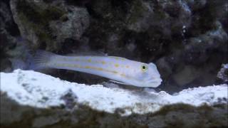 Diamond Watchman Goby Sifting Sand [upl. by Doria]