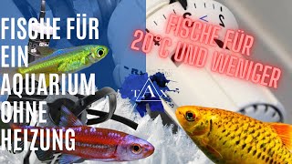 Fische für ein AQUARIUM ohne HEIZUNG I TAX [upl. by Enneite]