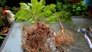 Catalpa Tree Bonsai June 2015 [upl. by Ivie]