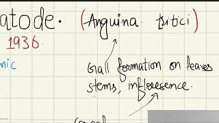 Wheat Nematode Anguina Tritici [upl. by Jackquelin]