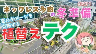 【多肉植物】グリーンネックレス🌵ルビーネックレス夏にやられた多肉たちを冬に向けて再生！ネックレス系のリメイク法No２７１ [upl. by Clive530]