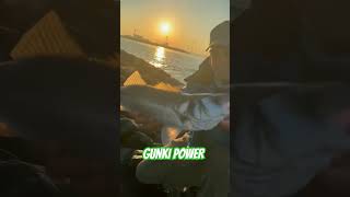 GUNKI POWER fishing gunki fish illex catchandrelease happy bassfishing sea [upl. by Ycnej]