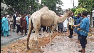 camel qurbani A1 Gujranwala 2023 part 1 [upl. by Epotimet]