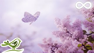 Always Soft Beautiful amp Relaxing Piano Music by Peder B Helland with Nature Photos [upl. by Pesek154]