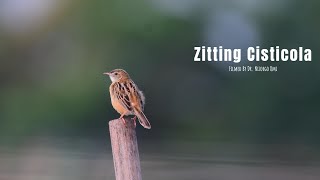 zitting cisticola [upl. by Vasyuta277]