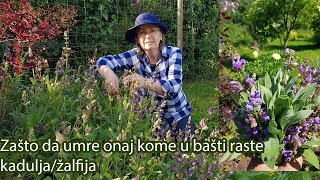 Zašto da umre onaj kome u bašti raste kadulja  Ljekovita biljka  žalfija  Salvia officinalis [upl. by Hcir]