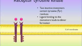 Introduction to Receptors  Different Types amp Classifications [upl. by Nnaed755]