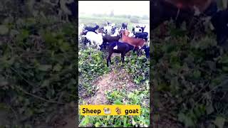 🐑 sheep s 🐐 goats eating grass on the wayshortviral [upl. by Etteuqaj267]