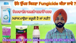 Azoxystrobin 11 amp Tebuconazole 183 ww SC ਝੋਨੇ ਉੱਪਰ ਕਿਹੜੀ ਫੰਗੀਸਾਈਡ ਕੀਤੀ ਜਾਵੇ  khetibadi paddy [upl. by Uriah]