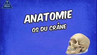 Tutorat Anatomie  Os du crâne [upl. by Pelagia]