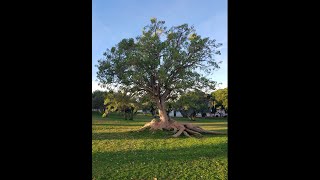 Der Elefantenbaum Phytolacca dioica Zweihäusige Kermesbeere ElephantTree Ombú Ombubaum Spain [upl. by Braunstein]