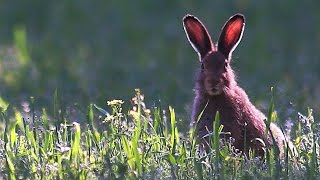 Зайцы беляк и русак Июнь European hare Mountain hare in June [upl. by Nylecoj]