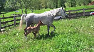 Passione cavallo arabo  allevamento in montagna [upl. by Zola]