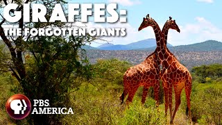 Giraffes The Forgotten Giants FULL SPECIAL  PBS America [upl. by Josi606]