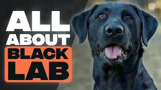 Black Labrador  A Brief Guide to Black Labrador Retrievers [upl. by Erdnael]