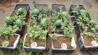 Growing watermelon at home is easy big and sweet if you know this method [upl. by Buller]