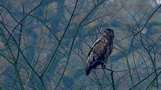 Zeearend 🦅 Rekken strekken poetsen poepen en vliegen maar [upl. by Marutani]