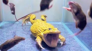 Asian Bullfrog With Many Big Mouse Asian Bullfrog Live Feeding [upl. by Anirol383]