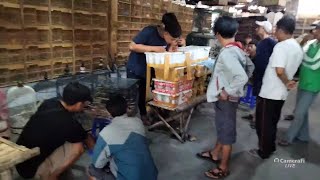 pasar burung bongkar ribuan ekor setiap harinya harga murmer [upl. by Helve]