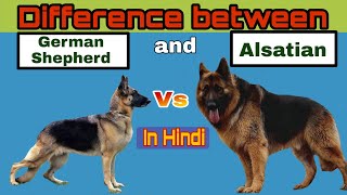 Difference Between German Shepherd and Alsatian  in Hindi [upl. by Ori]