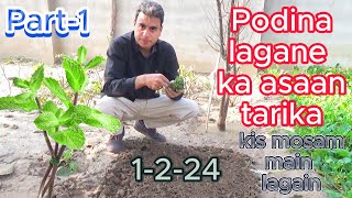 podina ki kheti kis mosam main krain  podina lagany ka tarika part1 [upl. by Ahtabbat727]