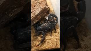 Hottentotta gentili❤️ foryou shortvideo scorpion fyp [upl. by Vaclav698]