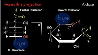 Carbohydrates Haworth projection [upl. by Griggs]