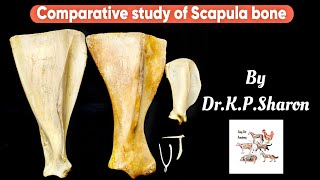 Comparative study of Scapula bone Veterinary Osteology Dr KPSharon Nancy Nikhila [upl. by Marsha376]