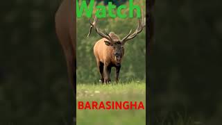 barasingha [upl. by Wellington]