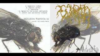 Calliphora Vomitoria  Deposit larvae [upl. by Yacano]