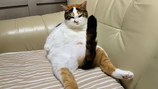 CATS make us LAUGH ALL THE TIME 😹 Ultra FUNNY CAT videos 2024 [upl. by Rodolphe]