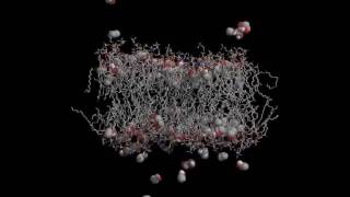 Ethanol interacting with a membrane [upl. by Methuselah341]