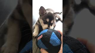 Alaskan Klee Kai puppy playing [upl. by Atiuqrehs]