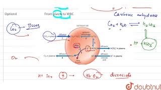 The chloride shift is movement of Cl [upl. by Ayidah]