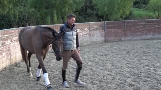 How to teach the piaffe inhand [upl. by Juliane]