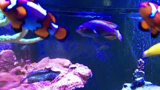 90 GALLON MIXED REEF RARE WRASSES  LIENEATUS FAIRY GOLDEN RHOMBOID LABOUTES FAIRY [upl. by Sperry]