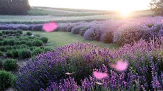 Field Lavender Flower [upl. by Buffo905]