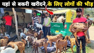 बकरी खरीदने के लिए गाड़ी लेकर पहुंचे लोग  सिरोही अजमेरी बीटल सभी मिलेगी  Goat for sale [upl. by Averat126]