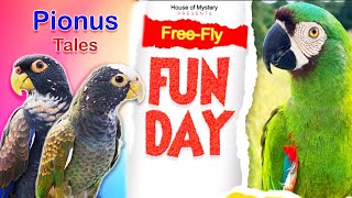 Free Flying Parrot Birthday Party Vlog [upl. by Krystle]