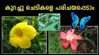 Flowers Of Kerala Malayalam  Rauwolfia serpentina  Naravelia zeylanica  Malayalam Video [upl. by Nepets]