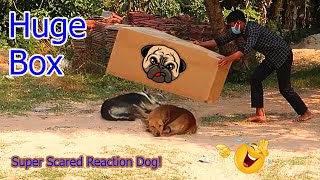 Scaring Dogs Dog Prank with Big Box  Best Reaction [upl. by Maxantia]